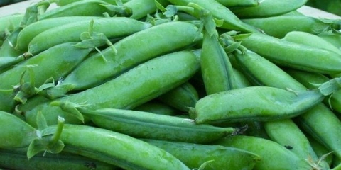 Kako posaditi grašak u jednoj bašti